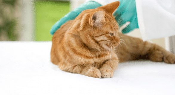 Pancréatite chez le chat : comprendre, reconnaître et agir face à cette maladie