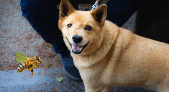 Piqûre d’abeille chez le chien : comprendre, réagir et prévenir