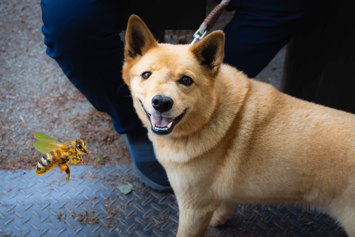 Piqûre d’abeille chez le chien : comprendre, réagir et prévenir