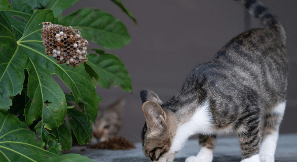 Piqûre de guêpe chez le chat : symptômes, réactions et gestes à adopter