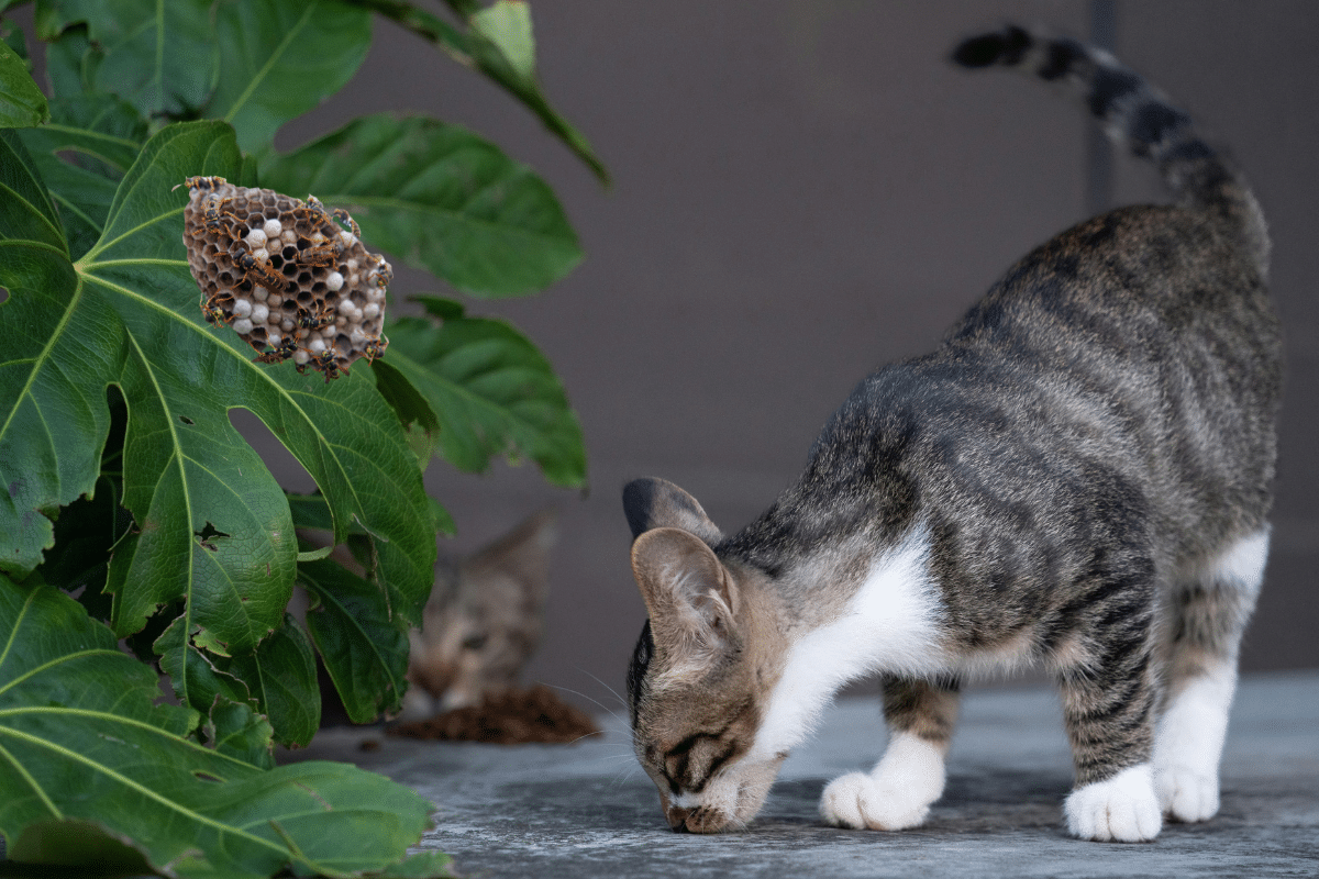 Piqûre de guêpe chez le chat : symptômes, réactions et gestes à adopter