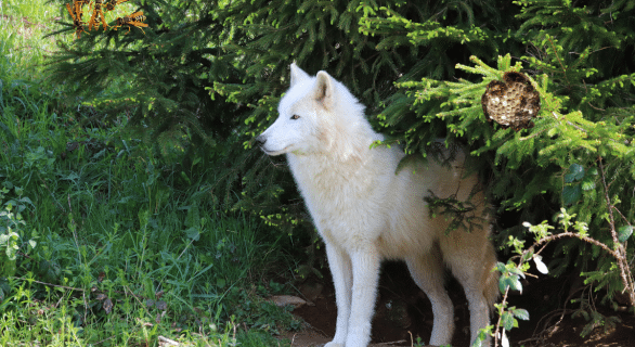 Piqûre de guêpe chez le chien : comment réagir et soulager son compagnon