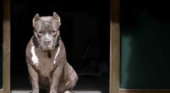 Pitbull red nose : tout savoir sur ce chien aussi fascinant que controversé