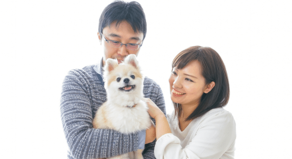 Pomsky petit chien qui reste petit : guide complet pour découvrir cette boule d’énergie