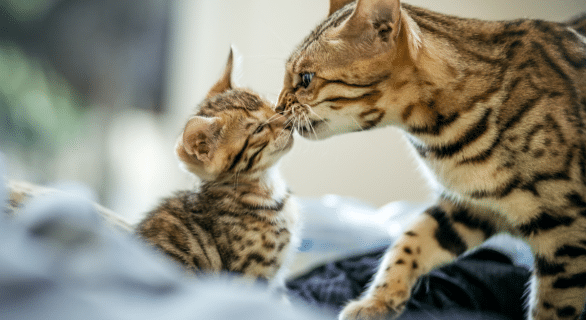 Prix chaton bengale : combien prévoir pour l’adoption d’un compagnon tacheté ?