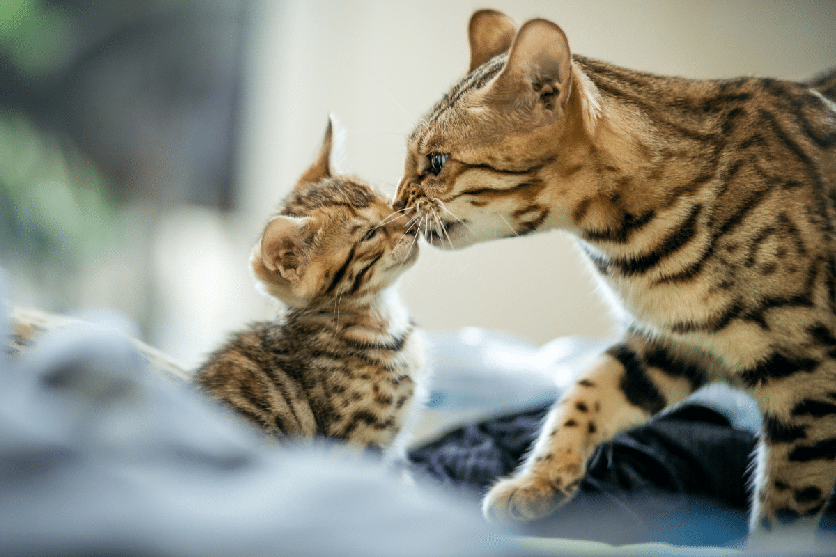 Prix chaton bengale : combien prévoir pour l’adoption d’un compagnon tacheté ?