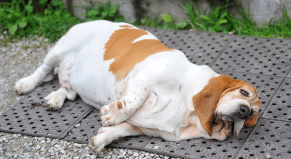 Le retournement d’estomac chez le chien : comprendre, réagir et prévenir ce danger