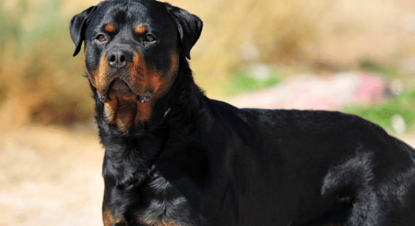 Rottweiler royal : entre légende, histoire et réalité d’une race de chien impressionnante