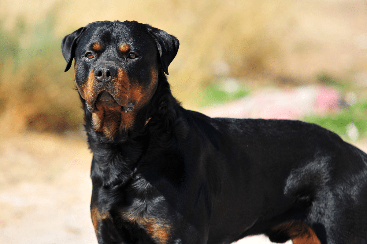Rottweiler royal : entre légende, histoire et réalité d’une race de chien impressionnante
