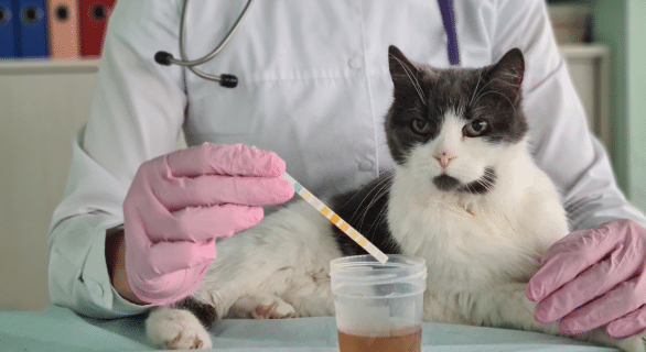 Sang dans les urines du chat : comprendre l’hématurie et ses causes