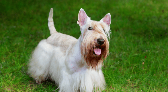 Scottish terrier : un compagnon au caractère unique