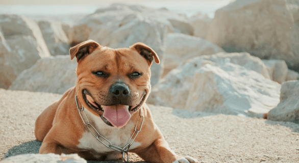 Tout savoir sur le staffie bleu : un chien de race aux multiples facettes