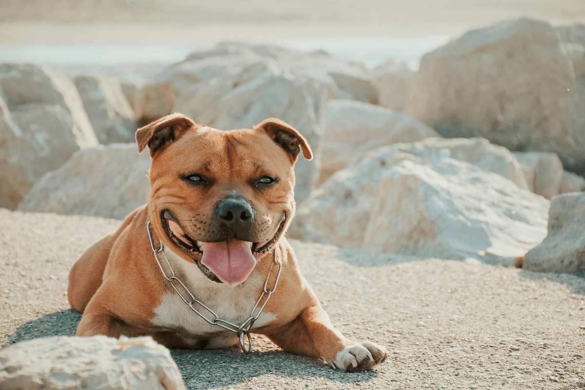 Tout savoir sur le staffie bleu : un chien de race aux multiples facettes