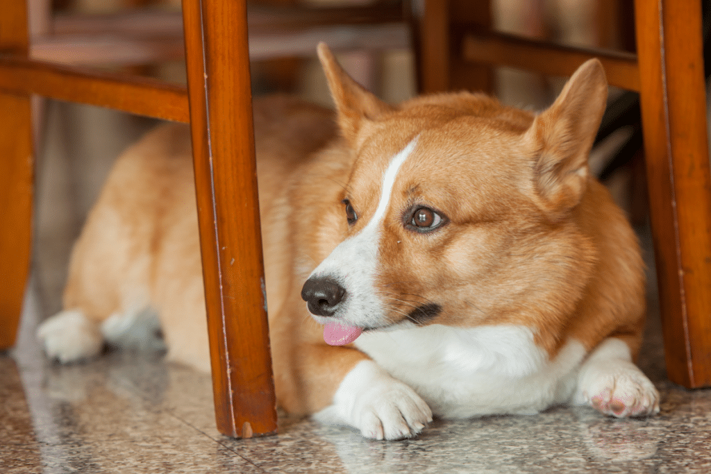 symptômes du retournement d’estomac chez le chien  Agitation