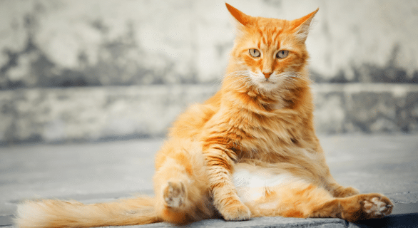 thromboembolie chat chance de survie