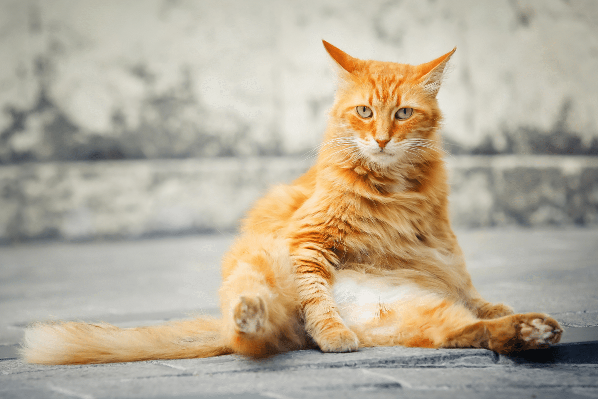 thromboembolie chat chance de survie