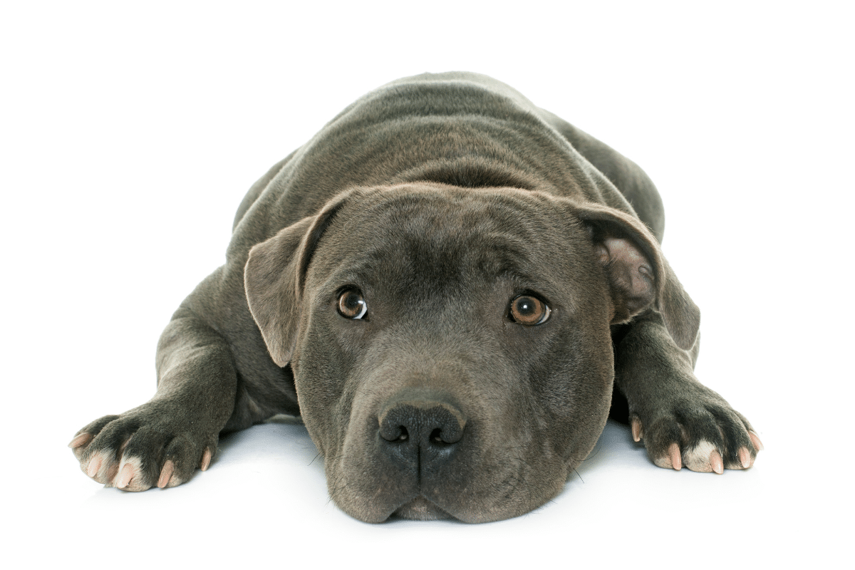 un chien attachant et dynamique