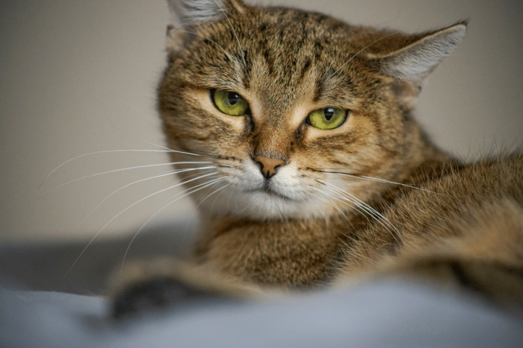 une piqûre d’abeille chez le chat