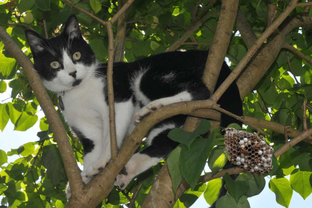 une piqûre de guêpe sur un chat