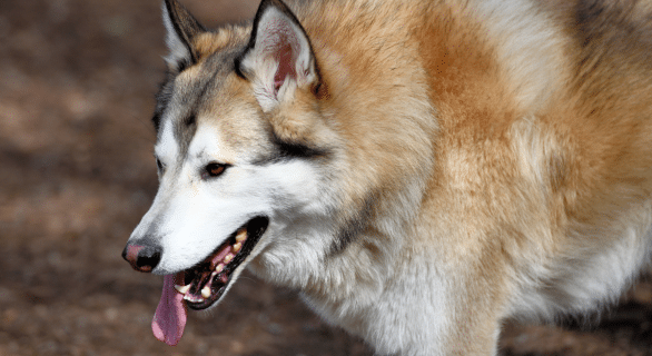 Utonagan : le chien à l’apparence de loup et au cœur tendre