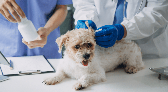 Tout savoir sur le vaccin contre la rage chez le chien