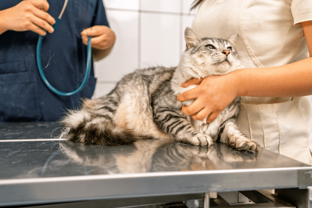 Un suivi vétérinaire régulier