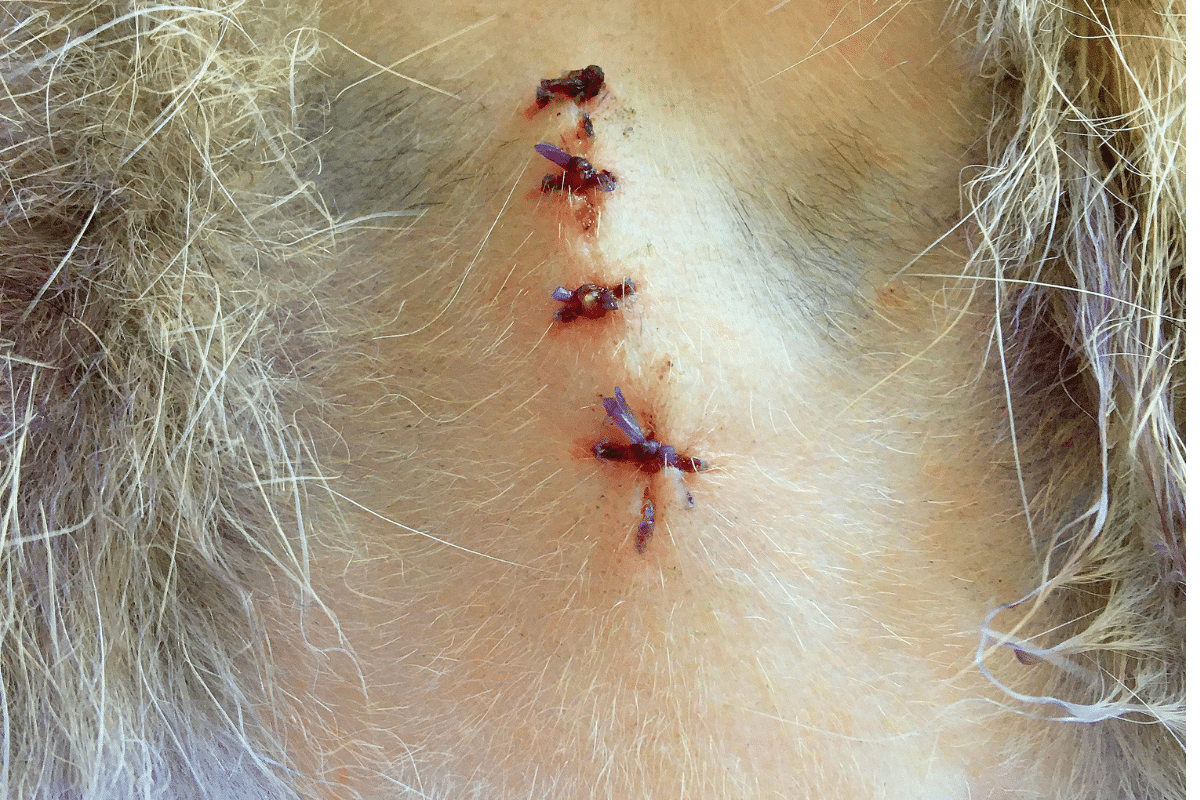 cicatrisation des points de suture