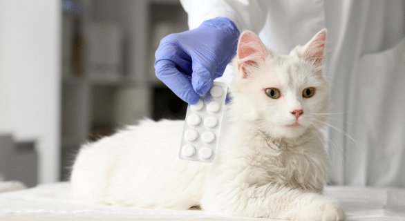 hyperthyroïdie chat espérance de vie sans traitement