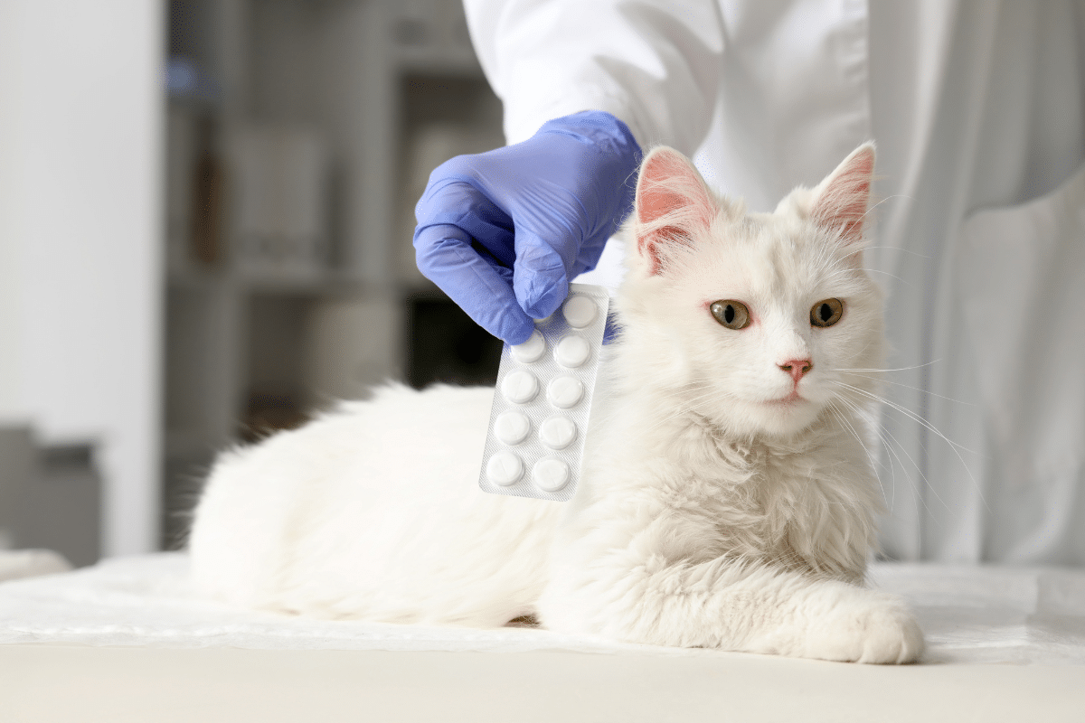 hyperthyroïdie chat espérance de vie sans traitement