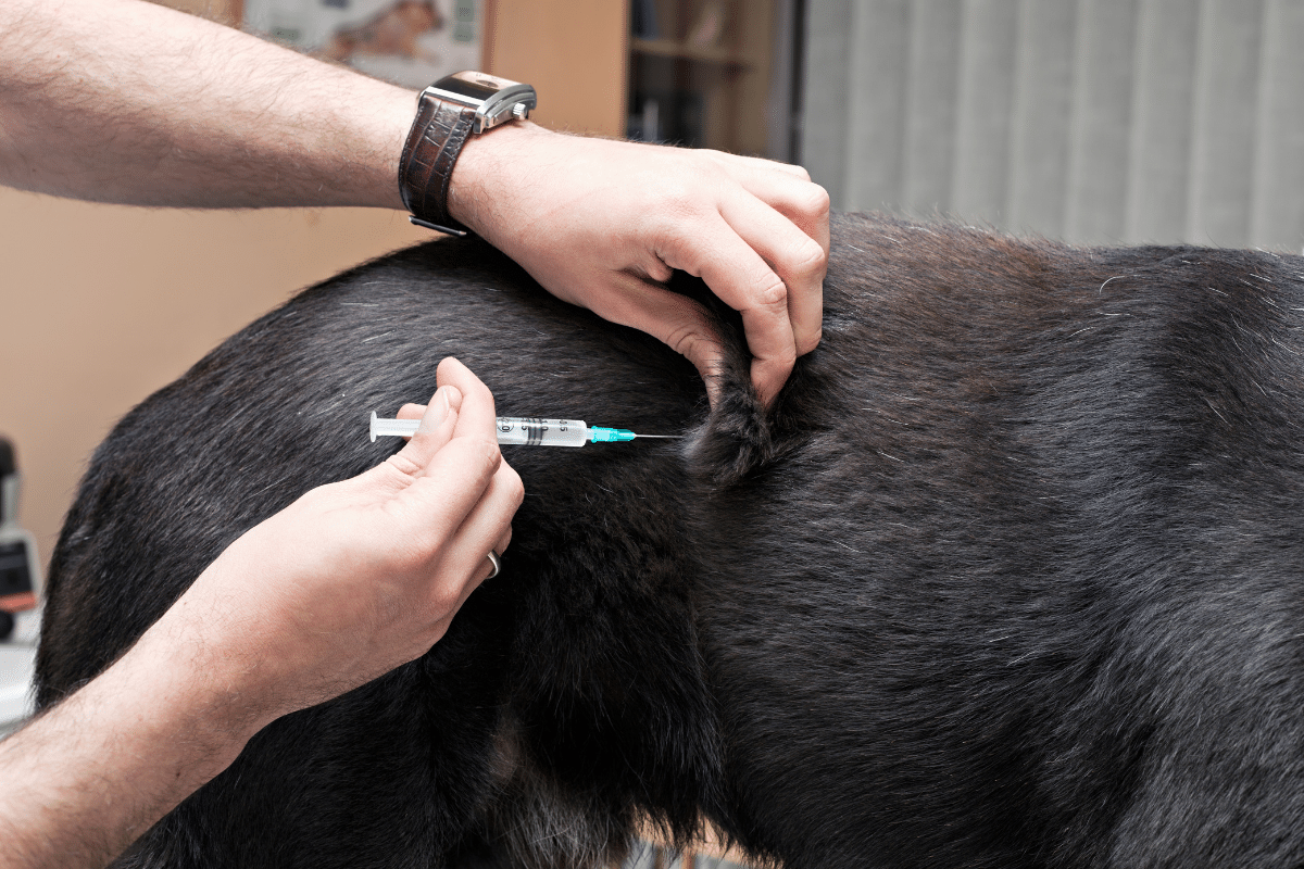 la vaccination contre la piroplasmose