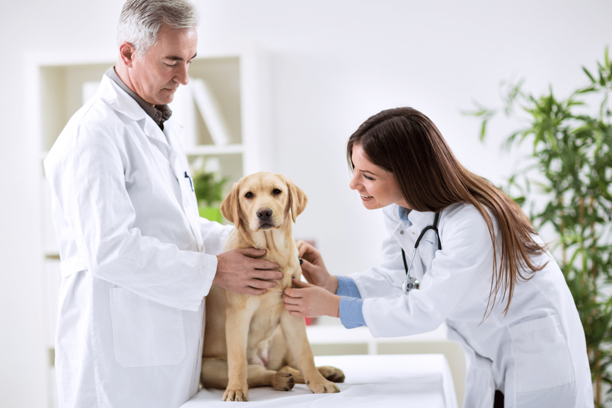 signaux indiquent une urgence vétérinaire lors d'une diarrhée