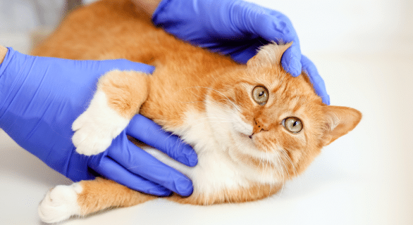 temps cicatrisation point de suture chat