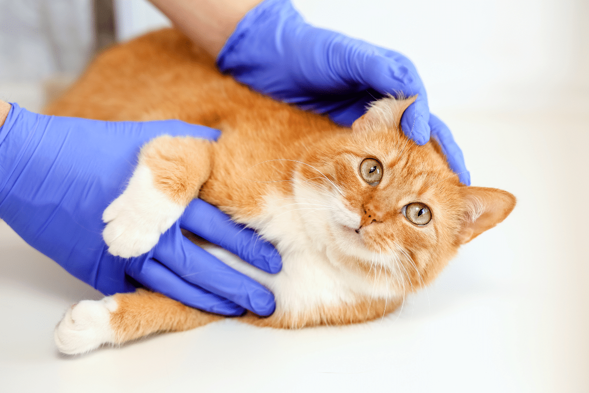 temps cicatrisation point de suture chat