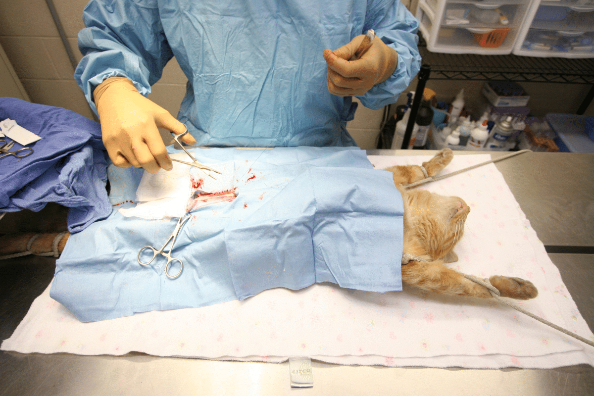 une intervention vétérinaire d'un chat