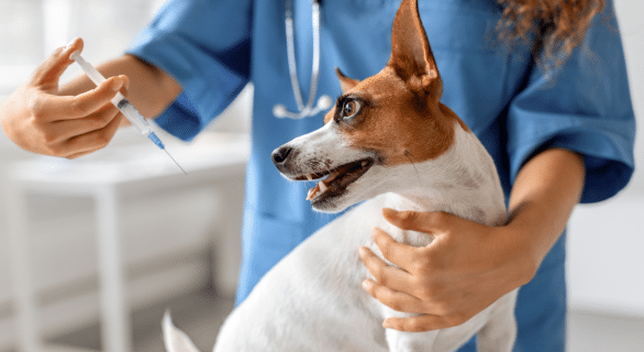 vaccin chien leptospirose