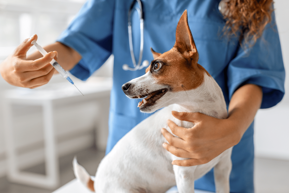 vaccin chien leptospirose