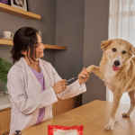 vaccin leptospirose chien