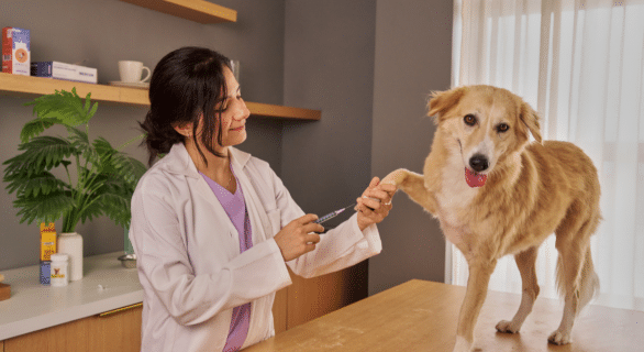 vaccin leptospirose chien