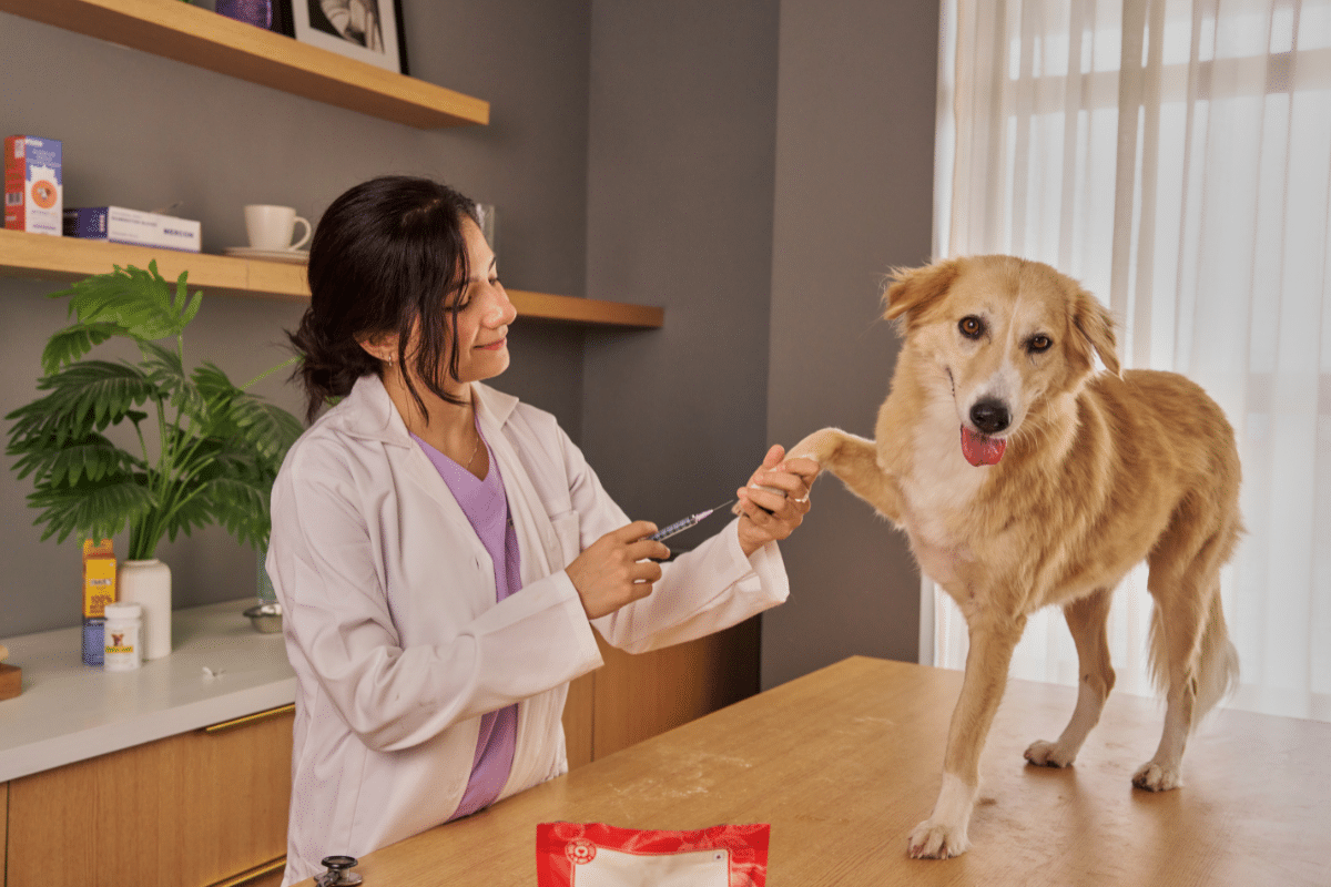 vaccin leptospirose chien