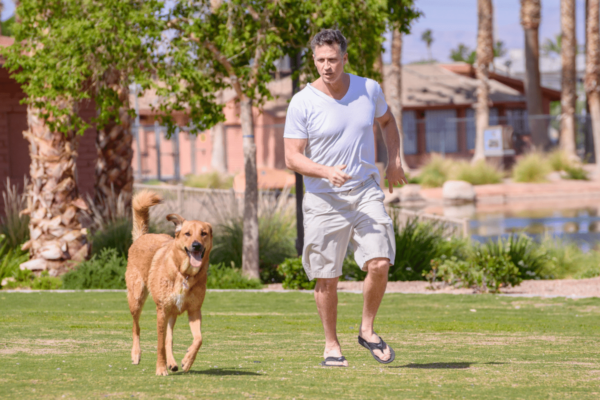 chaleur chien mâle comportement