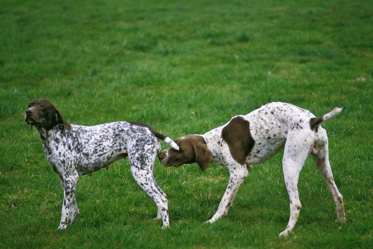 Fugue et quête de la femelle en chaleur