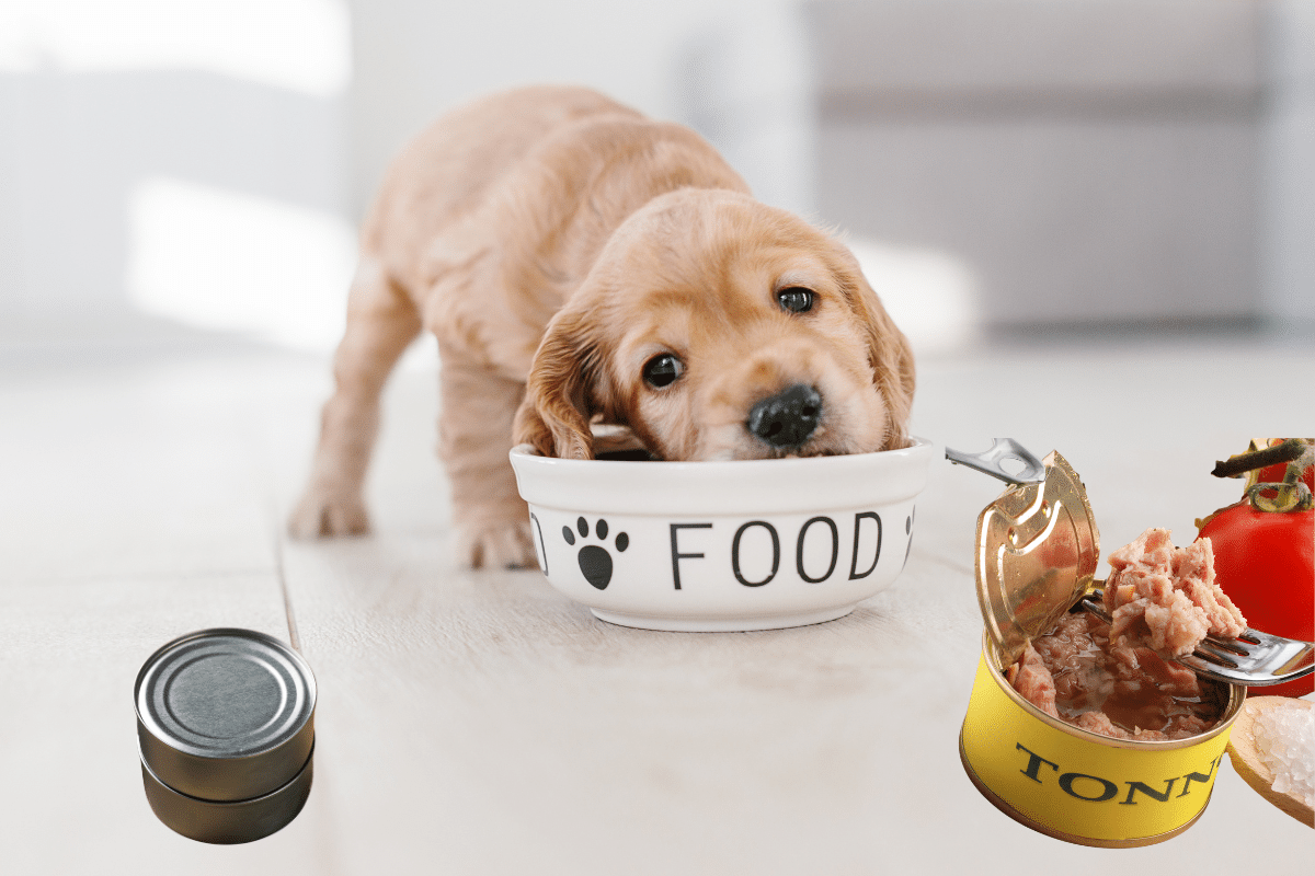 Pourquoi donner du thon en boîte à son chien 