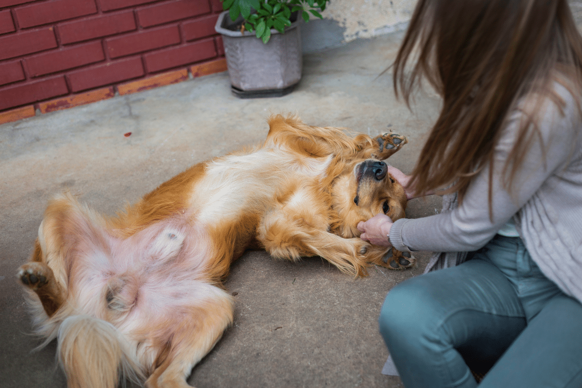 Pourquoi un chien présente-t-il un ventre dur