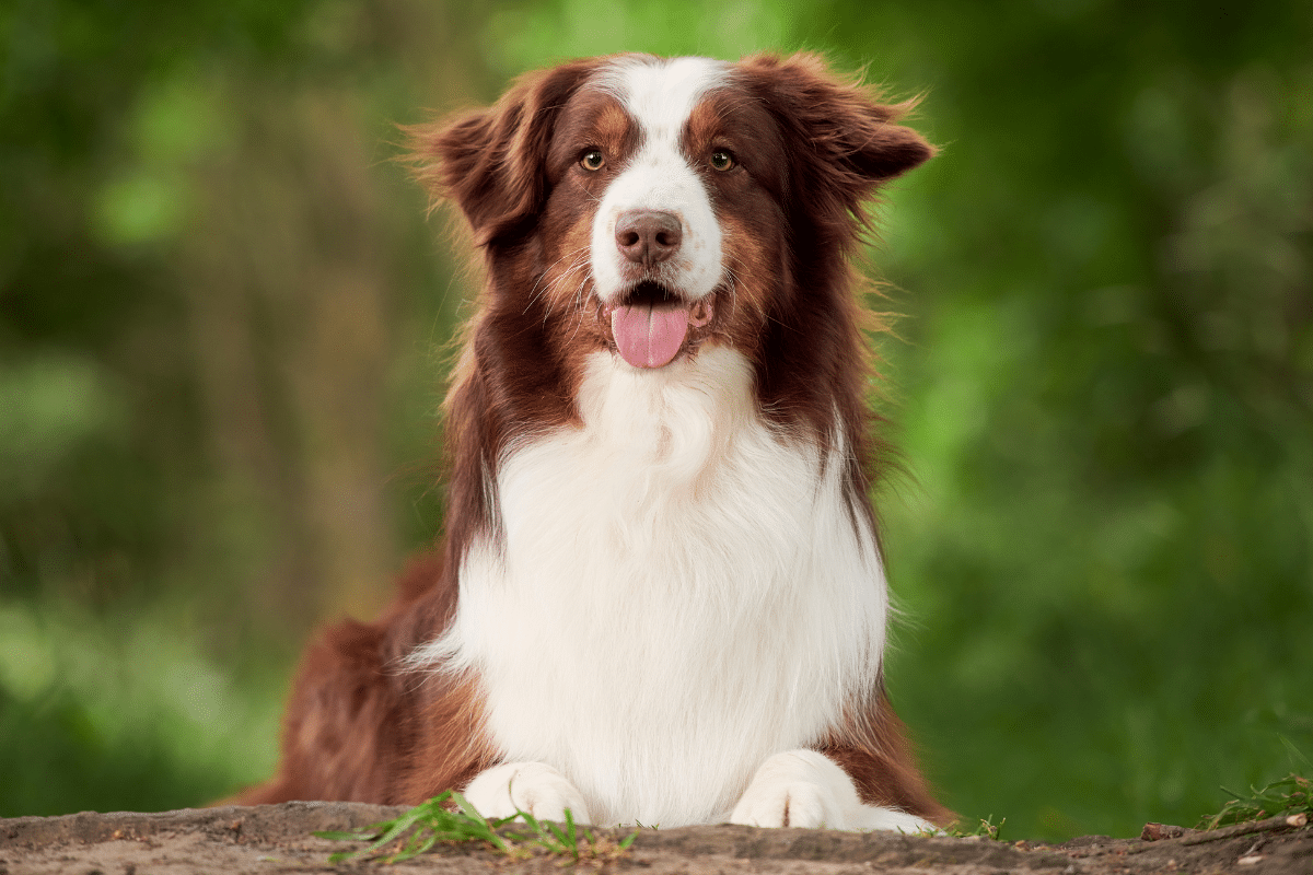 Principales causes des aboiements du berger australien