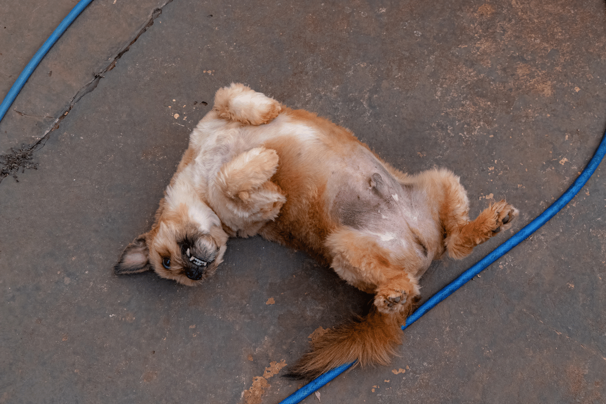 Problèmes graves associés au ventre dur chez le chien