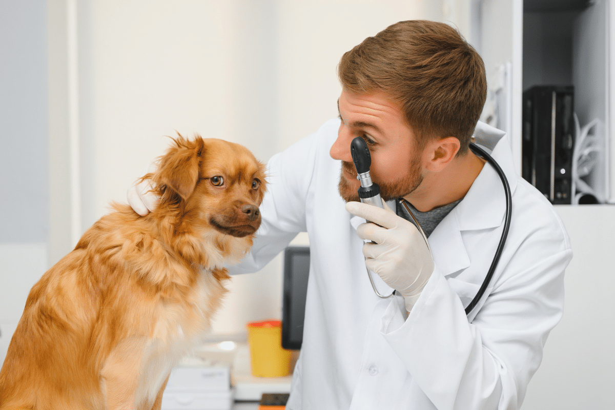 Quand faut-il emmener son chien chez le vétérinaire en cas de chalazion