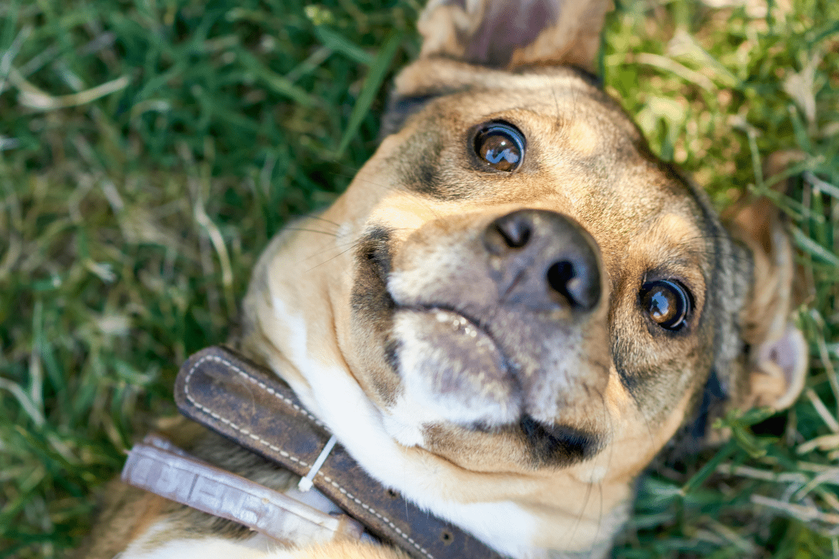 Qu’est-ce qu’un chalazion chez le chien