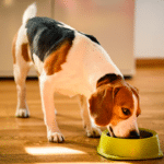 thon en boite pour chien