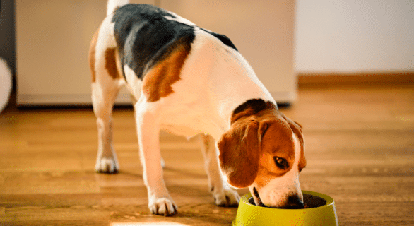 thon en boite pour chien