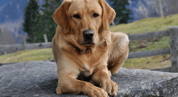 ultra levure chien